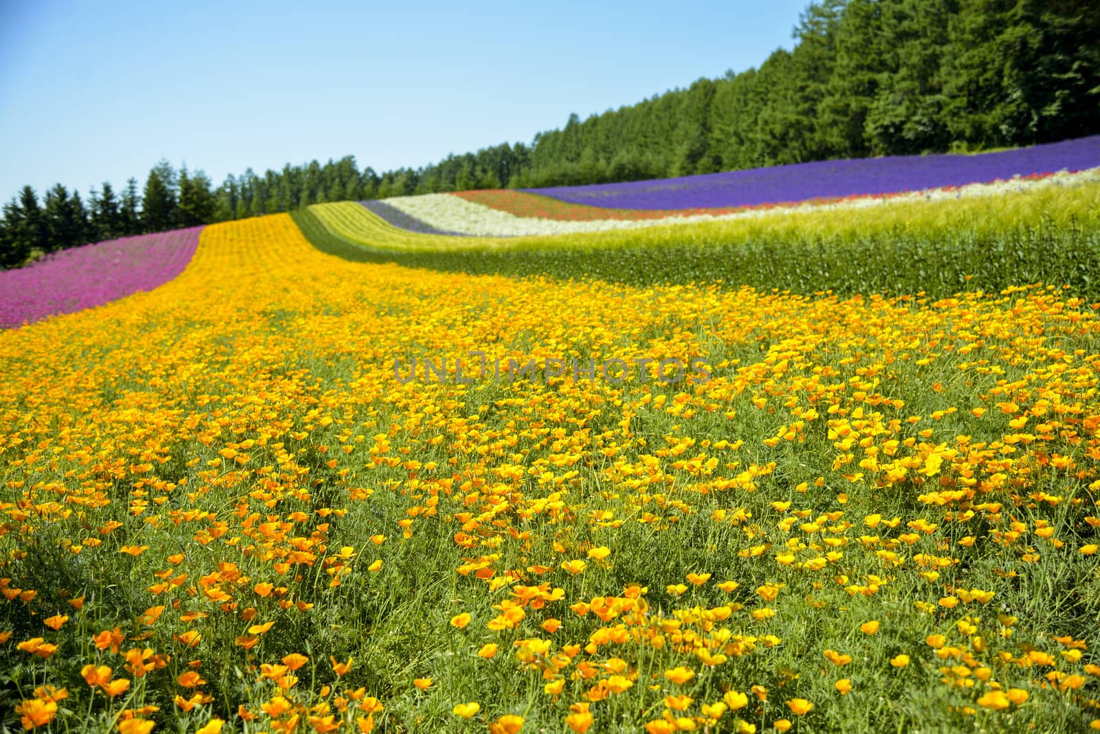 Colorful flower in the row with blue sky4 by gjeerawut