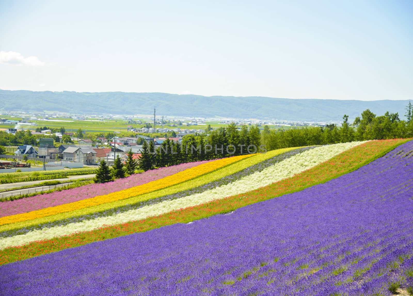 Colorful flower in the row1 by gjeerawut