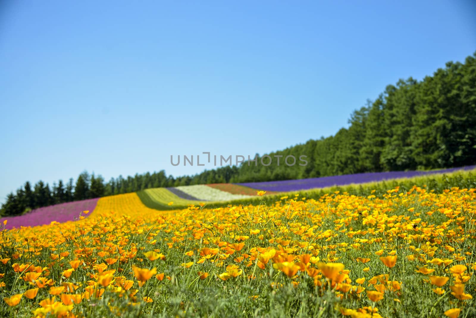 Colorful flower in the row with blue sky3