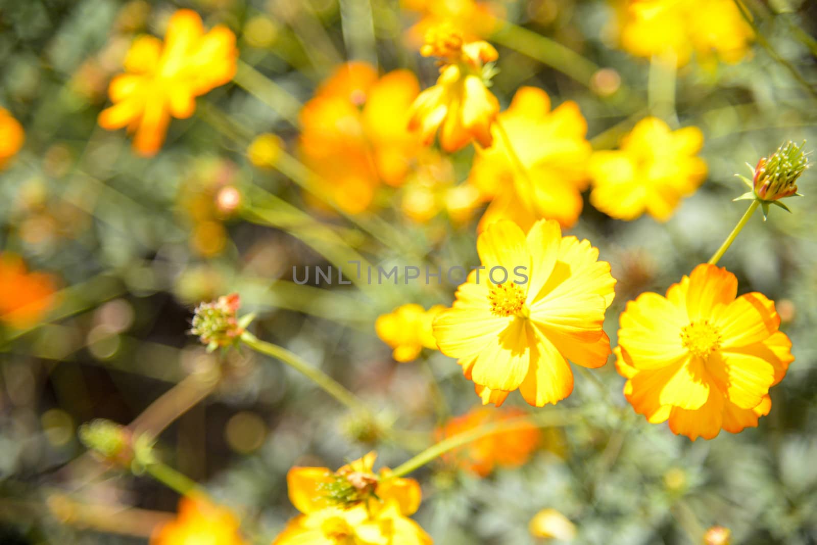 Yellow cosmos flower in garden by gjeerawut
