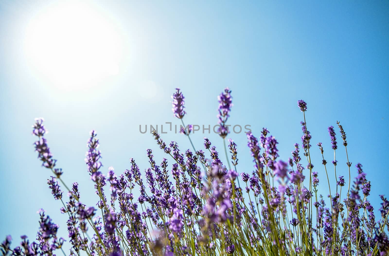 Lavender flower with blue sky2
