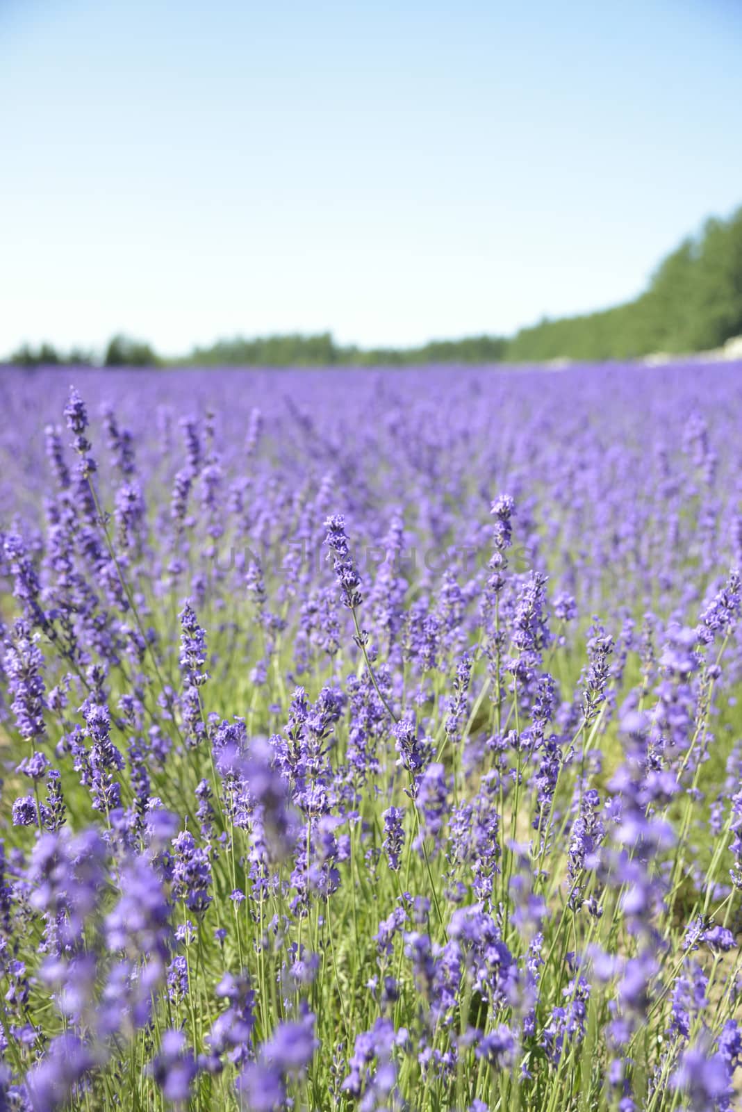 Lavender field with blue sky3 by gjeerawut