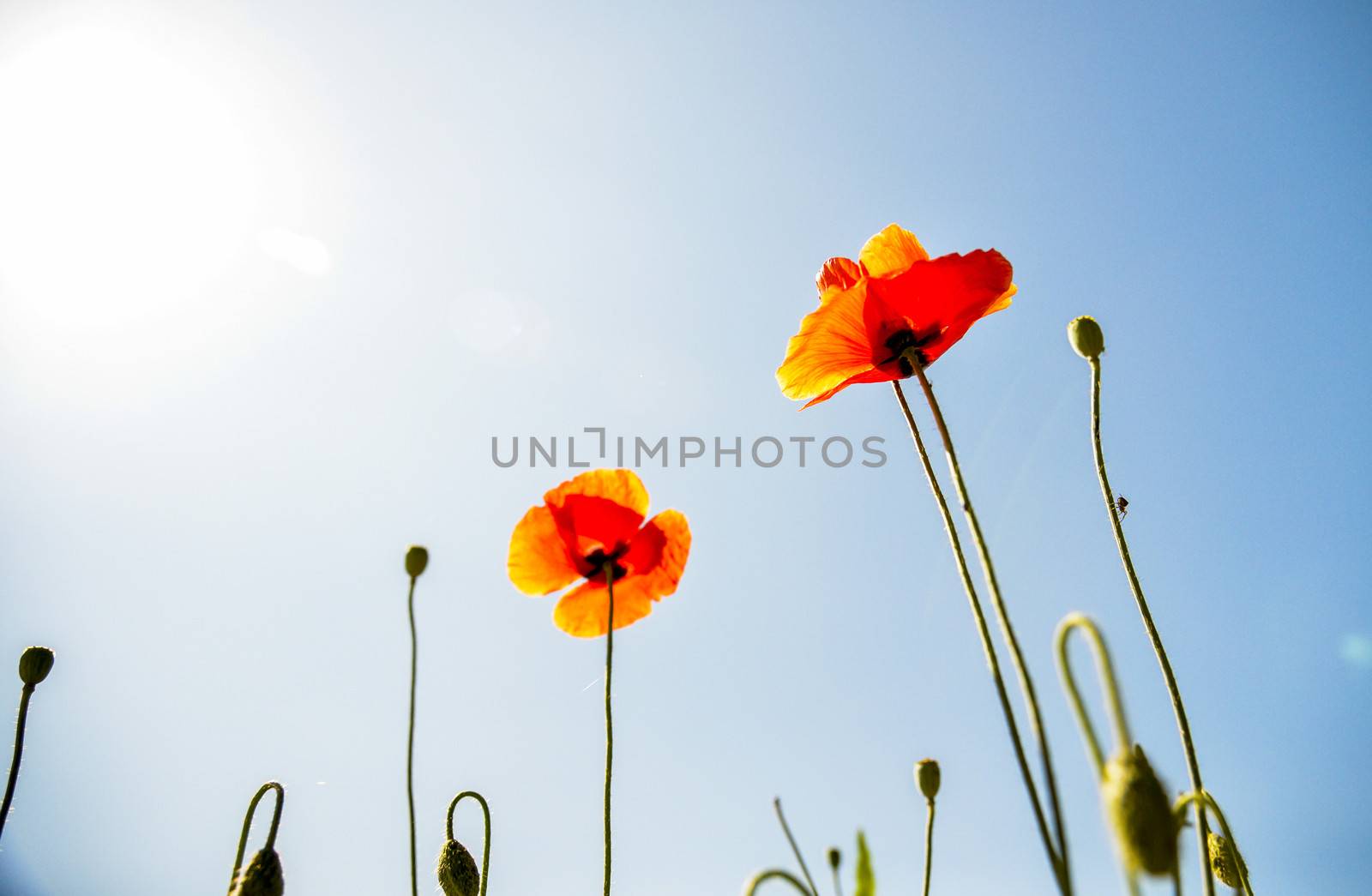 Orange poppy flower with blue sky2 by gjeerawut