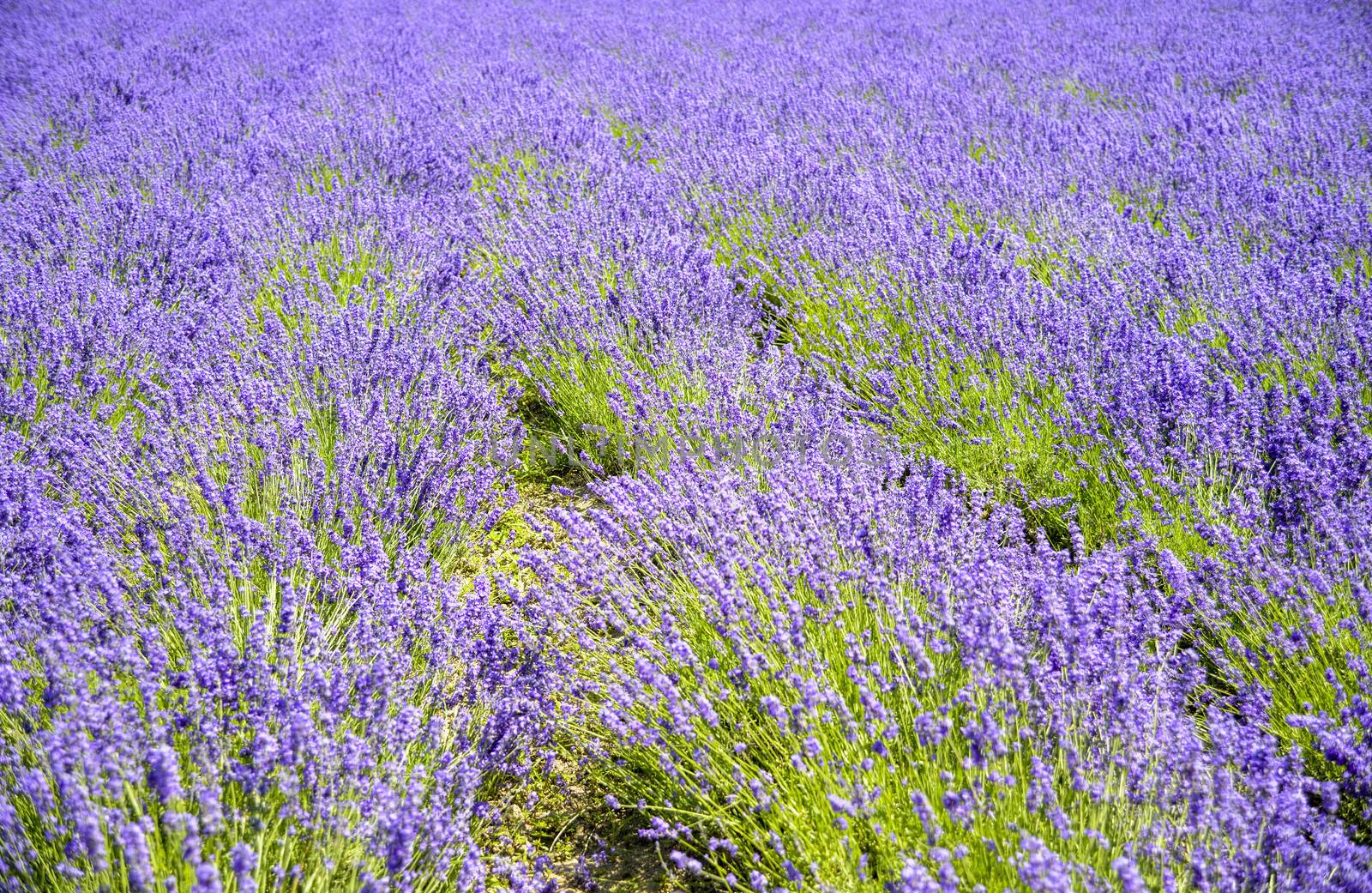 Plenty of lavender flower by gjeerawut