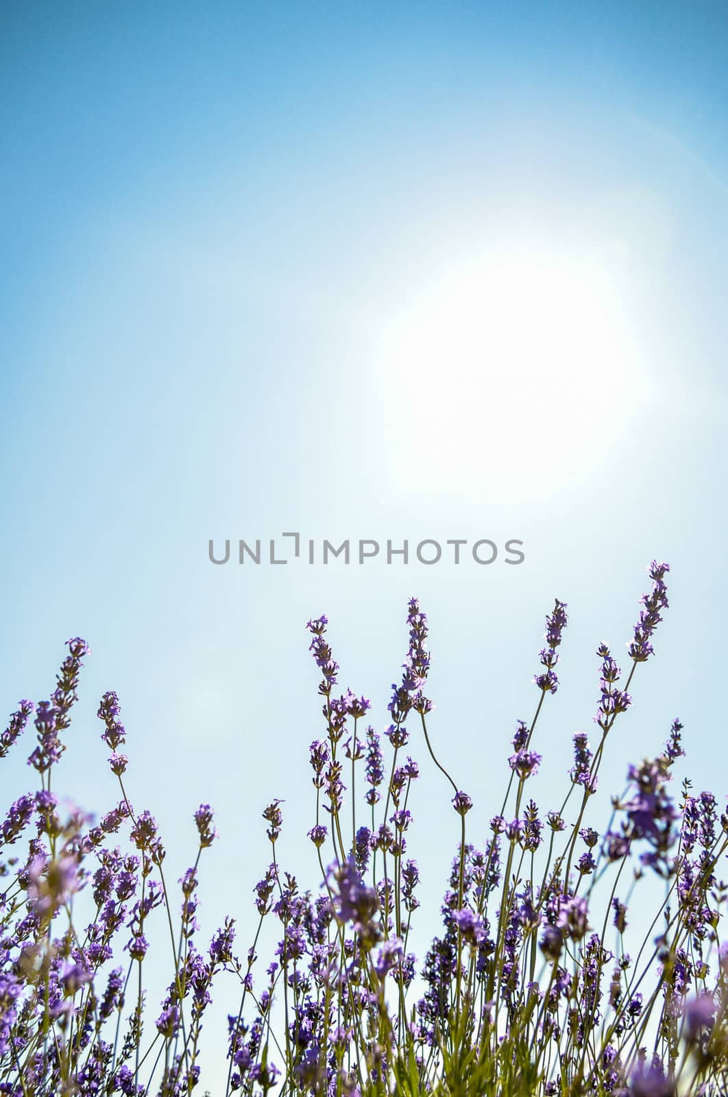 Lavender flower with blue sky3