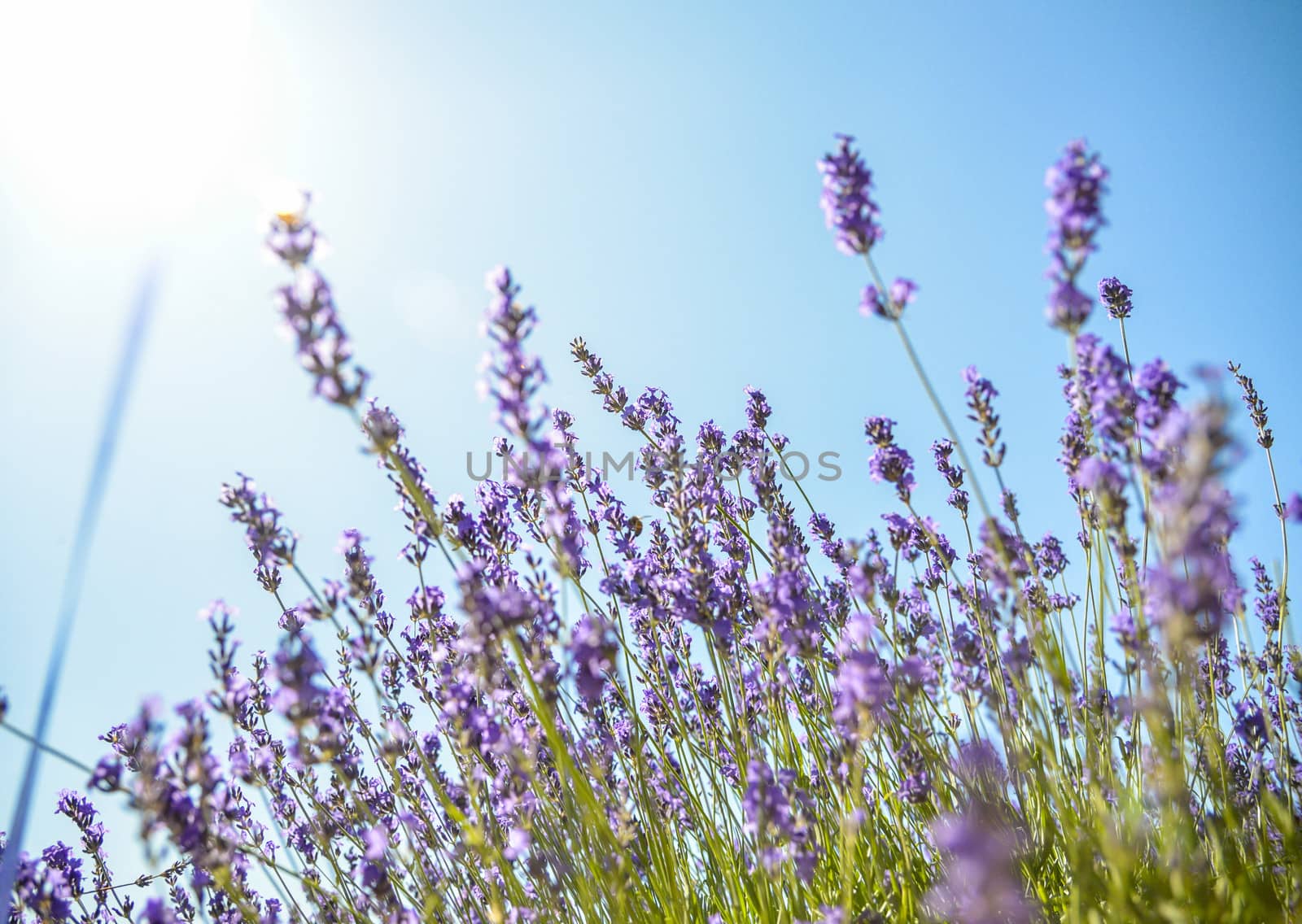 Lavender flower with blue sky1