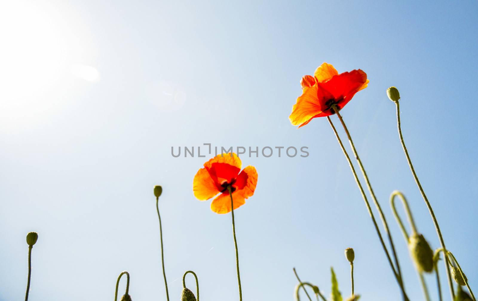 Orange poppy flower with blue sky1