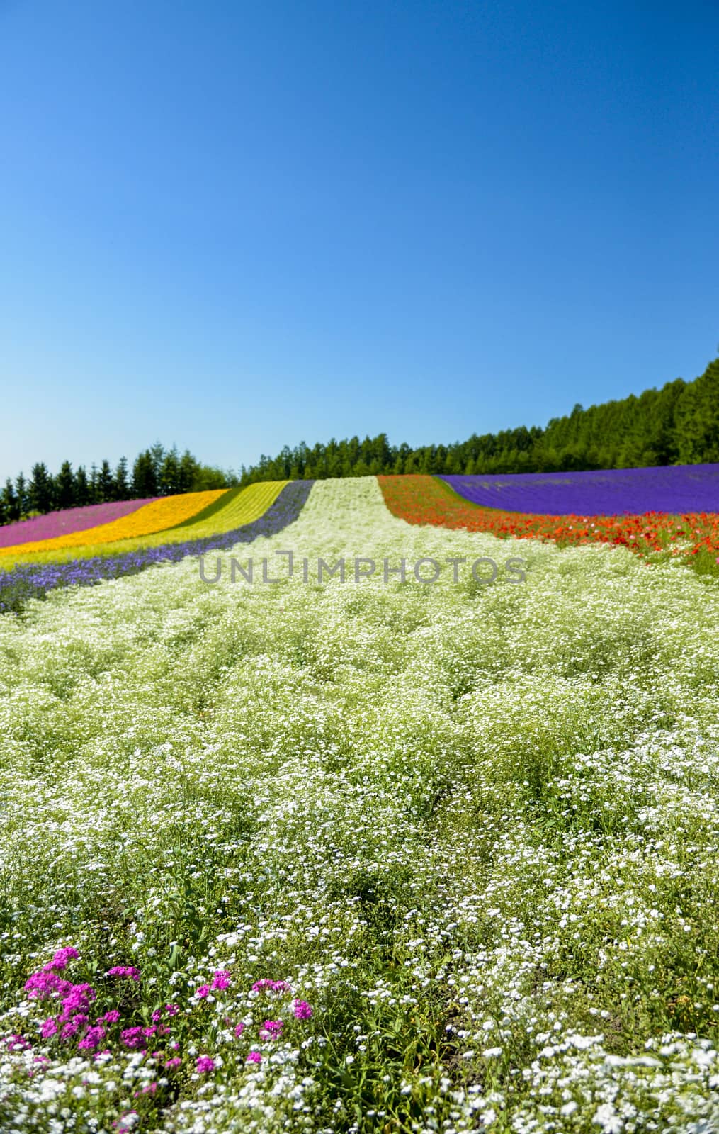 Colorful flower in the row with blue sky8 by gjeerawut