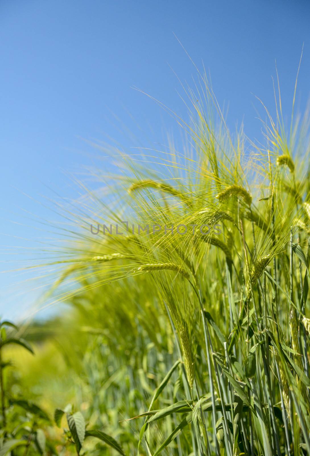 Barley ears with blue sky by gjeerawut