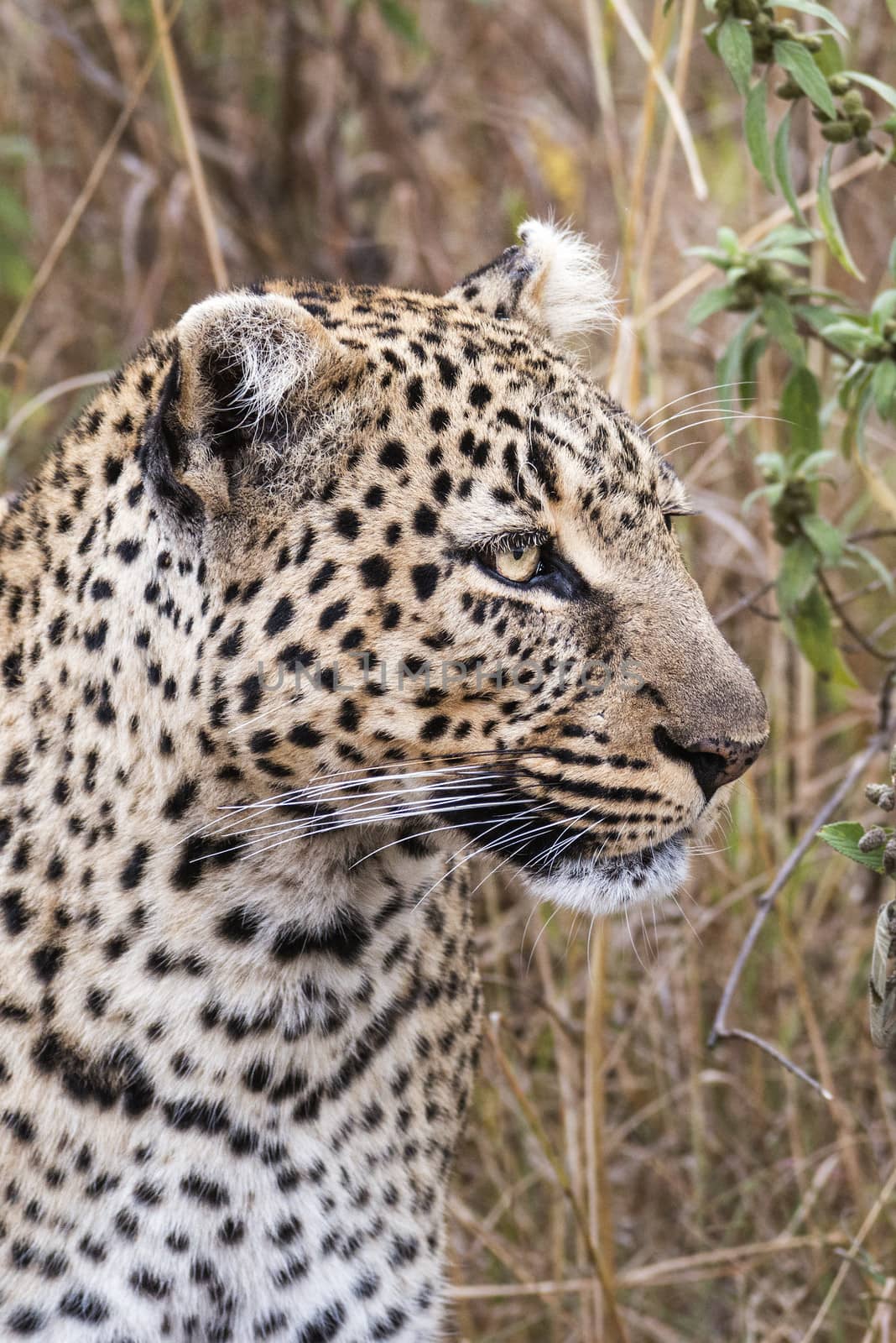Leopard , Masai Mara National Reserve, Kenya, Eastern Africa