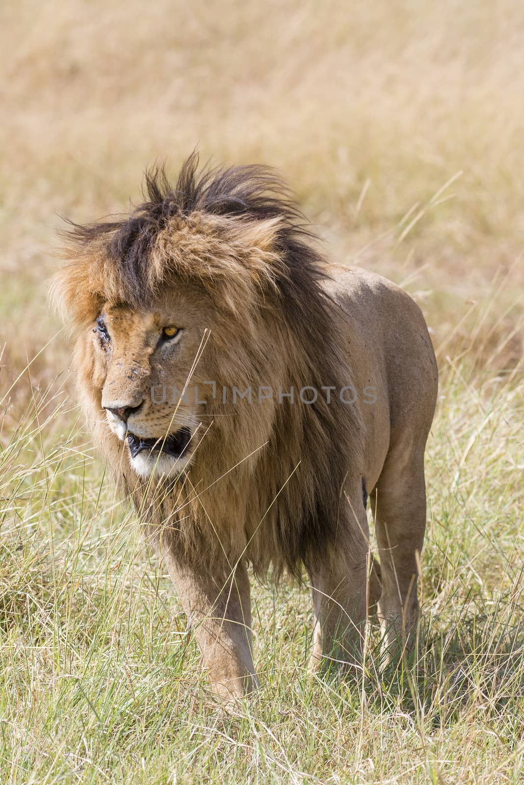 Male lion with badly hurt right eye , Masai Mara National Reserve, Kenya, Africa