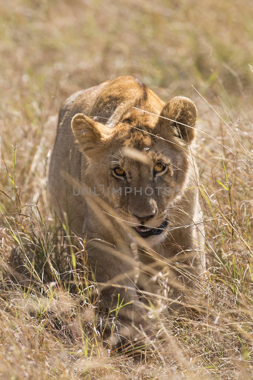 African lioness walking through savanna grasses , Masai Mara National Park, Kenya