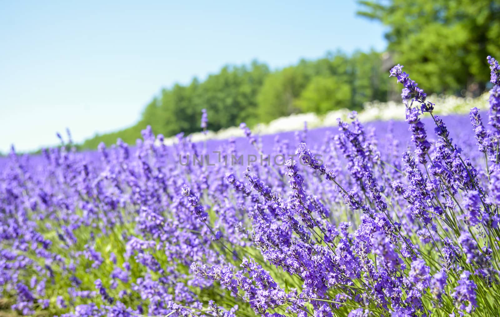 Lavender field with blue sky2 by gjeerawut