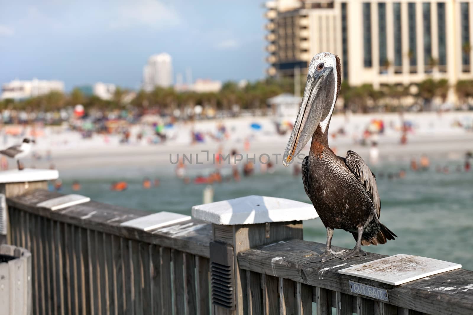 A brown Pelican bird posing on the railing of the public pier in Clearwater Florida.