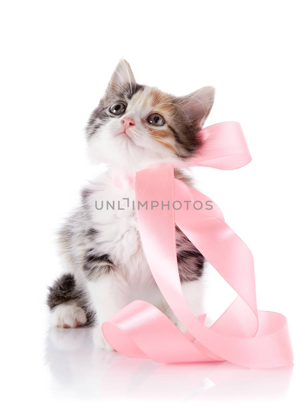 Kitten with a tape. Kitten with a bow. Multi-colored small kitten. Kitten on a white background. Small predator. Small cat.