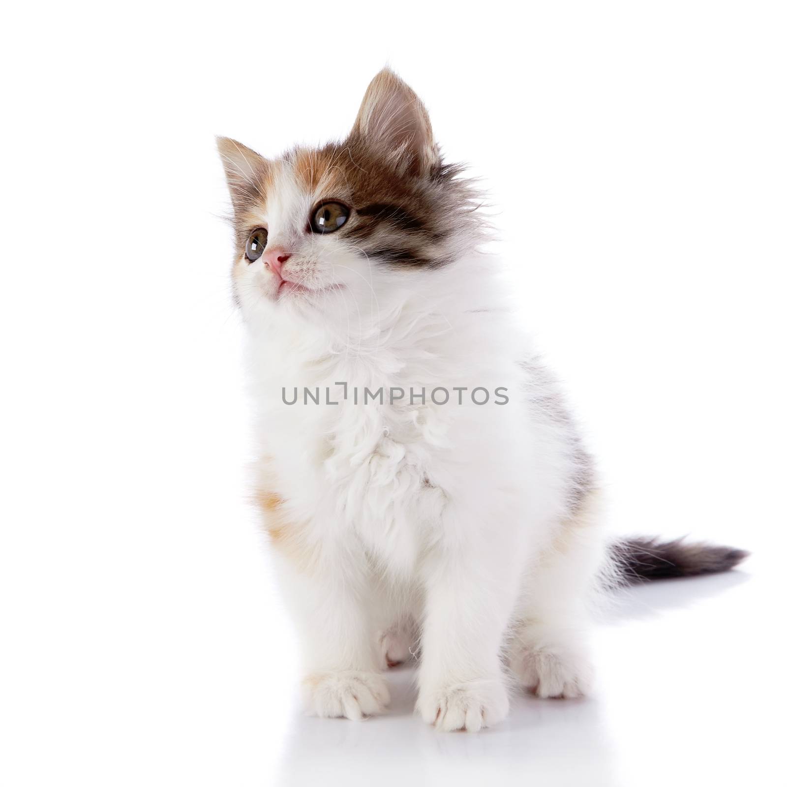 Small kitten sits on a white background. by Azaliya