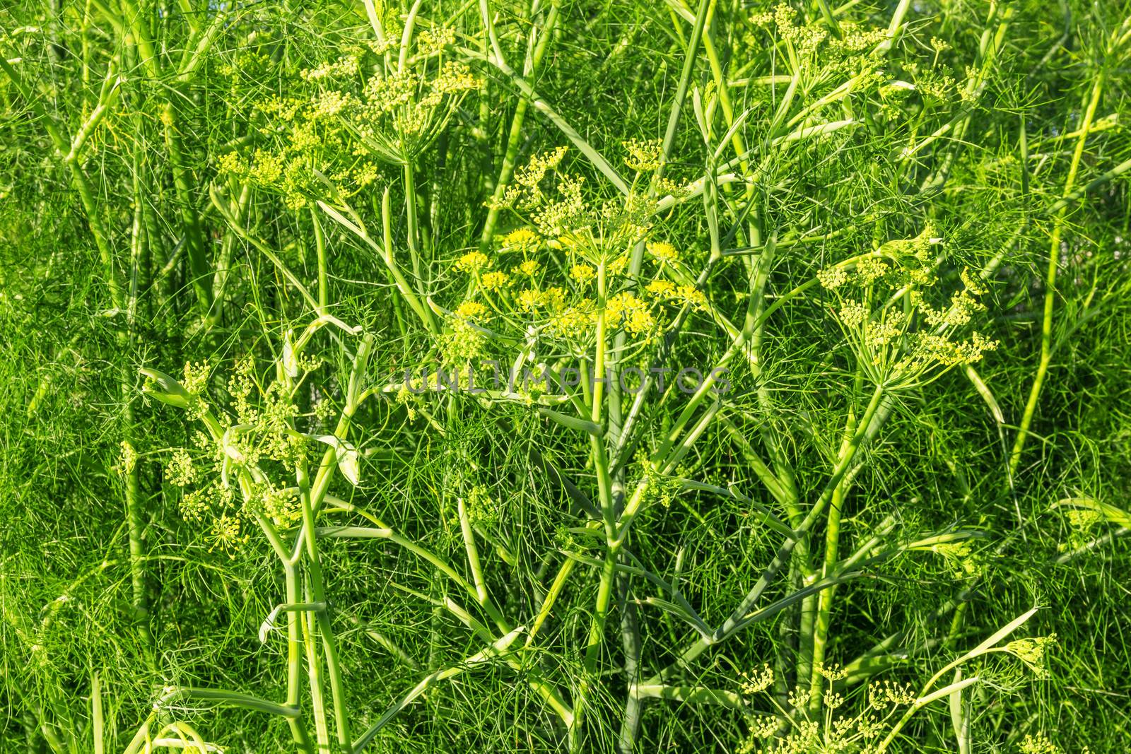 Dill in sunlight, growing in the garden.