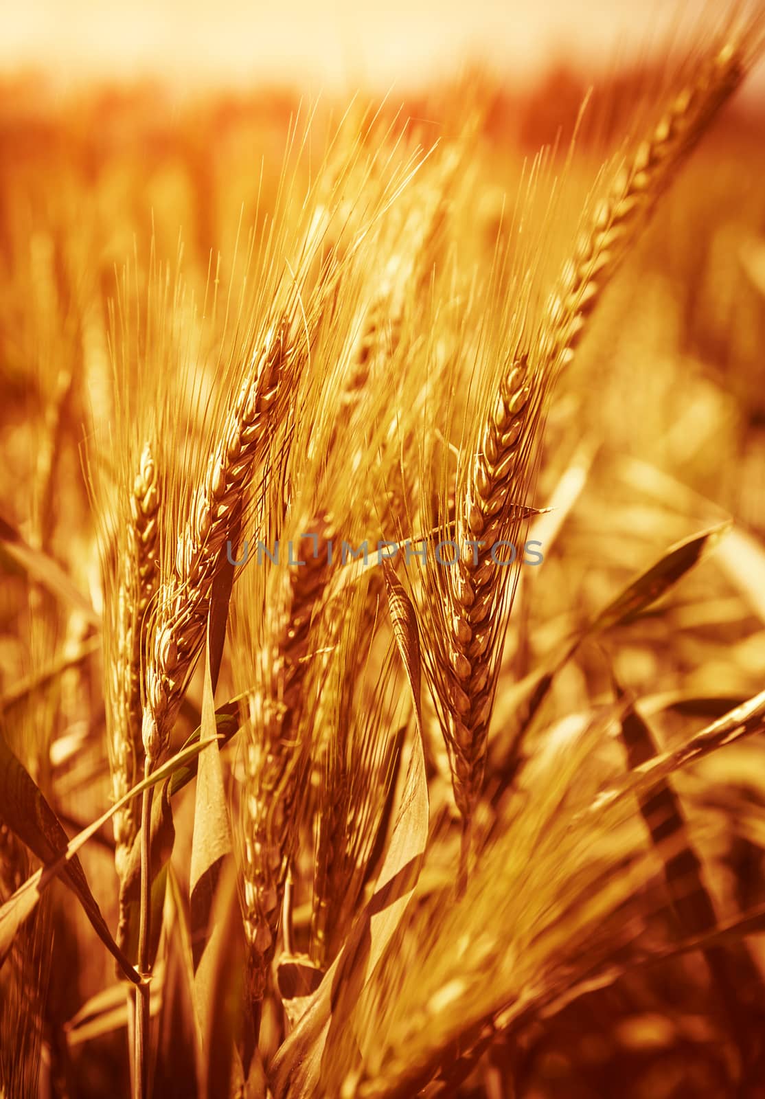 Wheat field background by Anna_Omelchenko