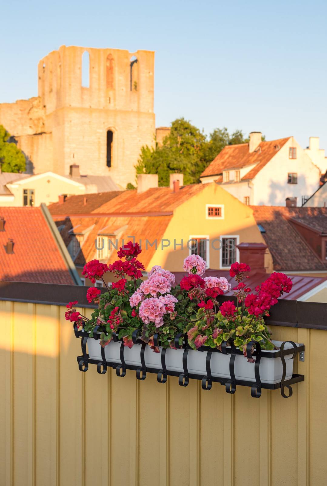 Geraniums decorating the balcony. View over the old town of Visby (Gotland, Sweden).