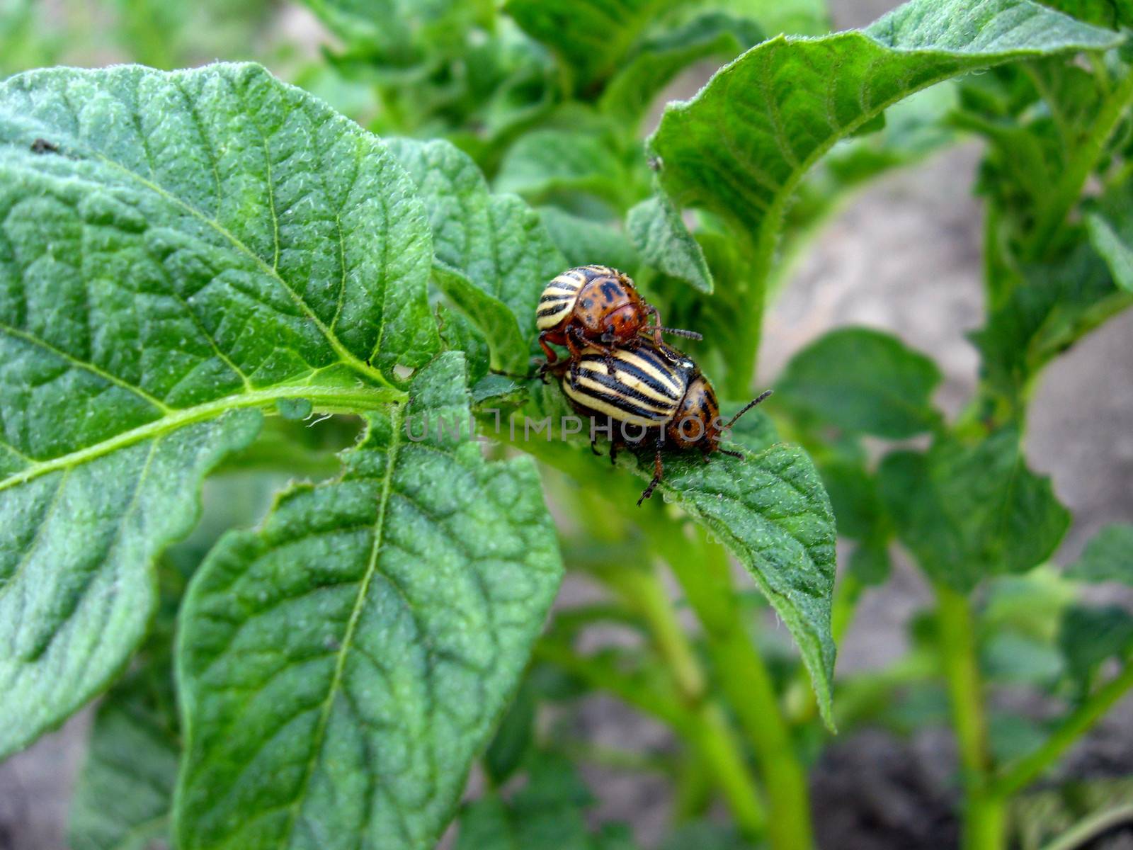 colorado beetles sitting on a leaf of a potato by alexmak