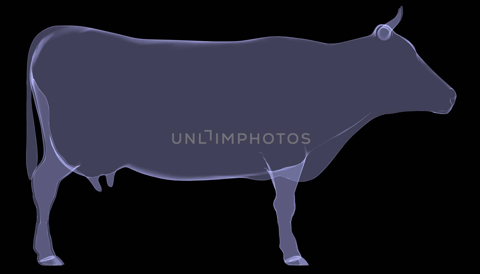 Cow. The X-ray render by cherezoff