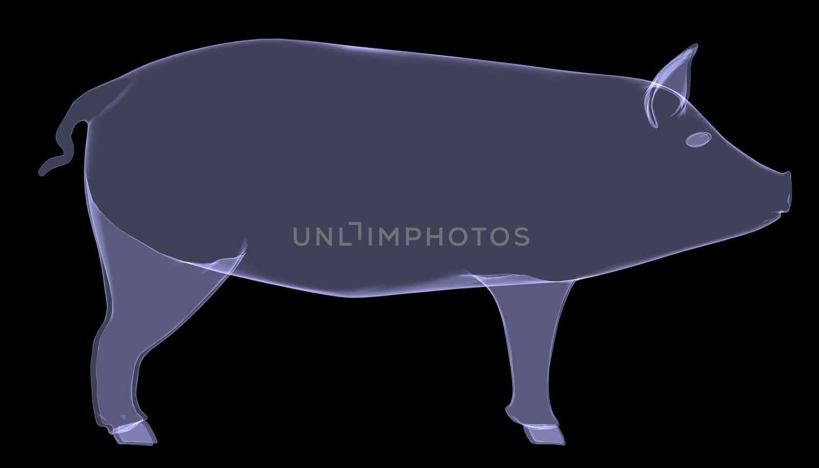 Pig. The X-ray render on a black background