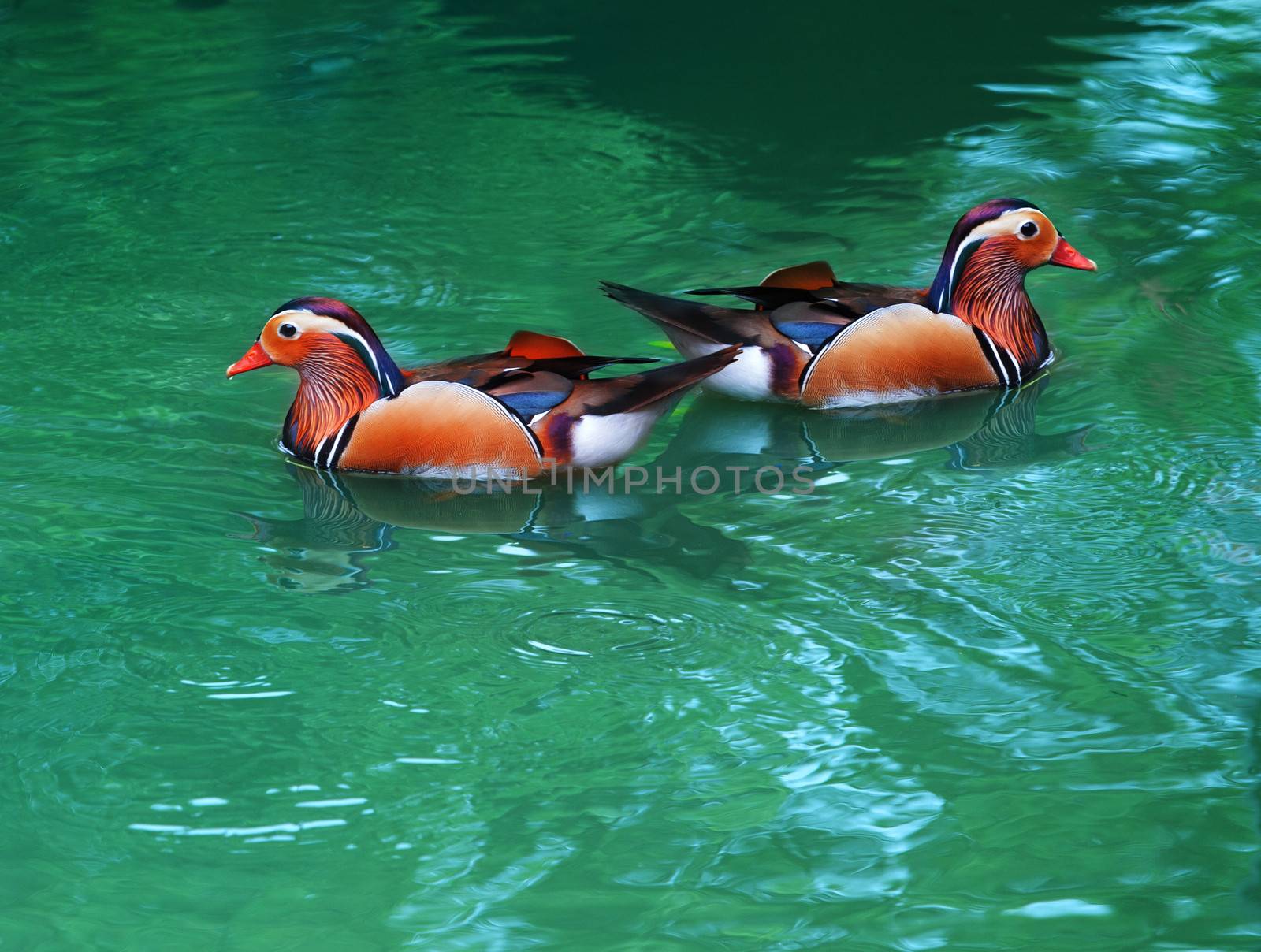 two female of mandarin duck floating on clear water by khunaspix