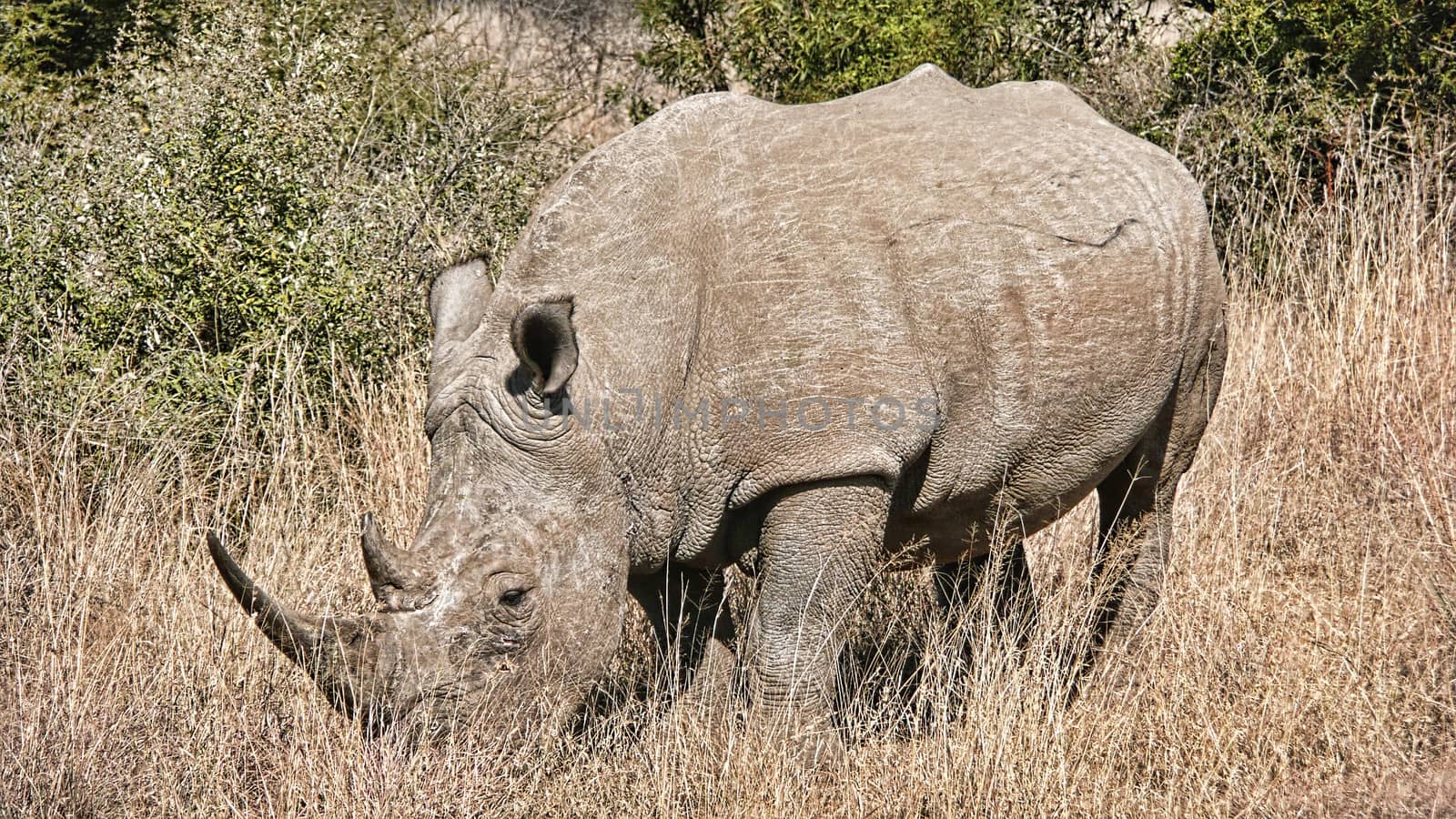 Rhino in Africa eating grass