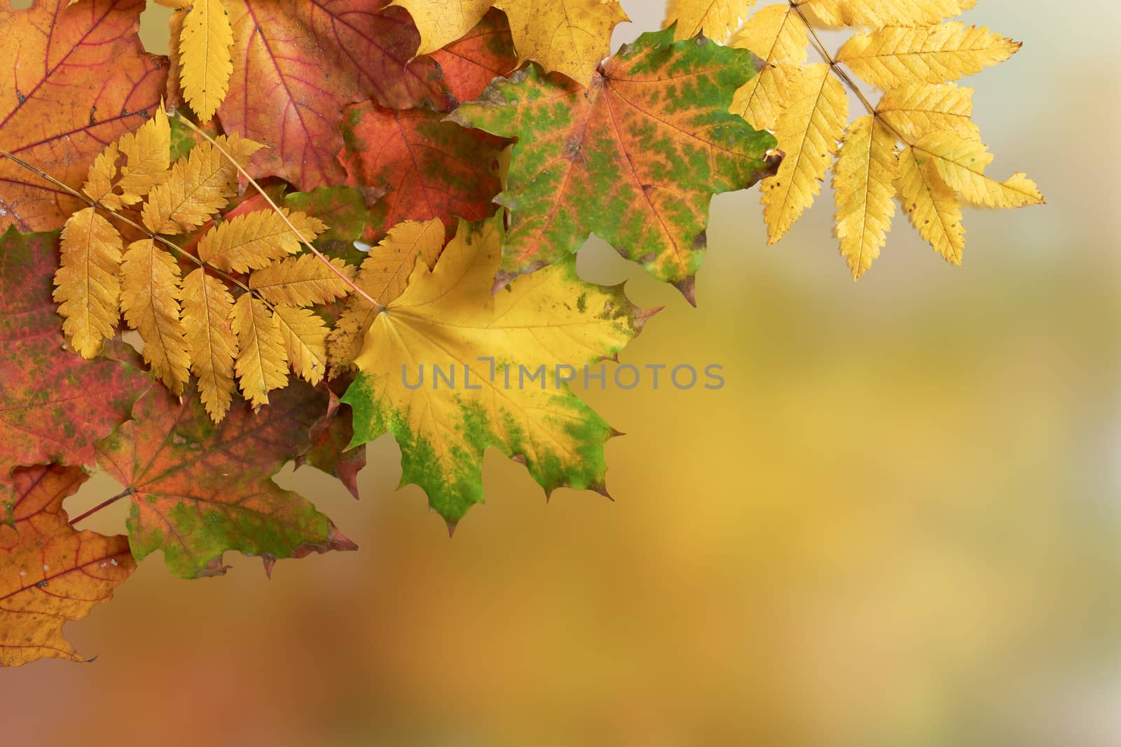 autumn background by vagant