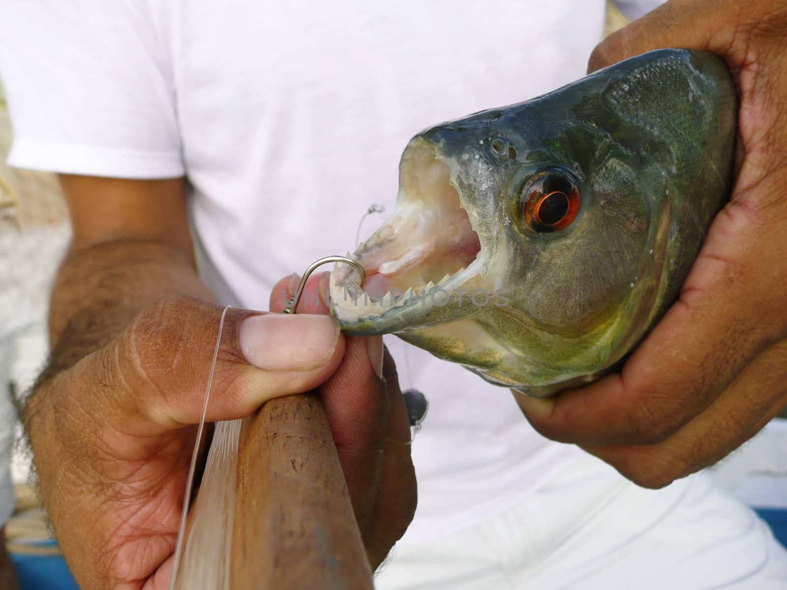 Piranha caught on hook in Amazon river
