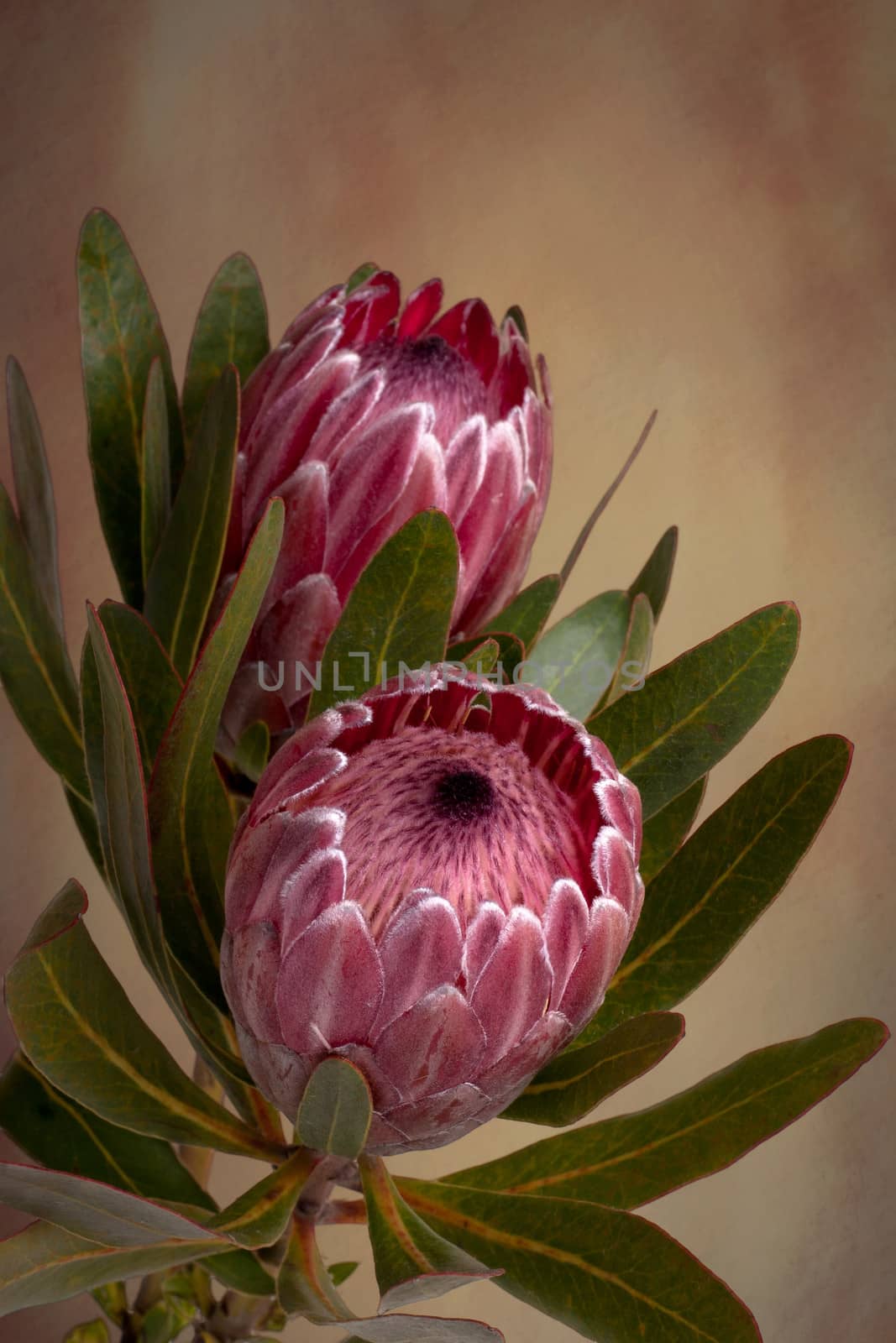 Beautiful soft pink Proteas in bloom.  Also known as bearded sugarbushes. The flower is surrounded by colourful velvety bracts which slowly open up