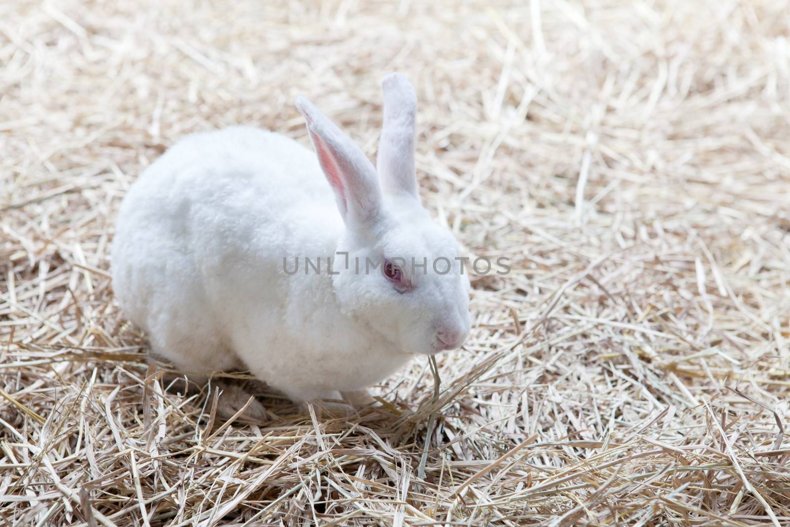  file of white rabbish on dry grass