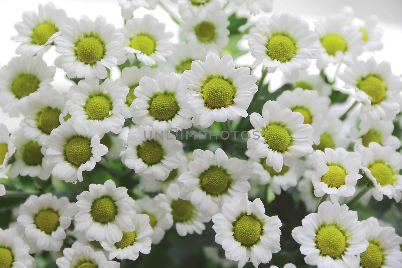 Image of small daisywheels. Texture and background