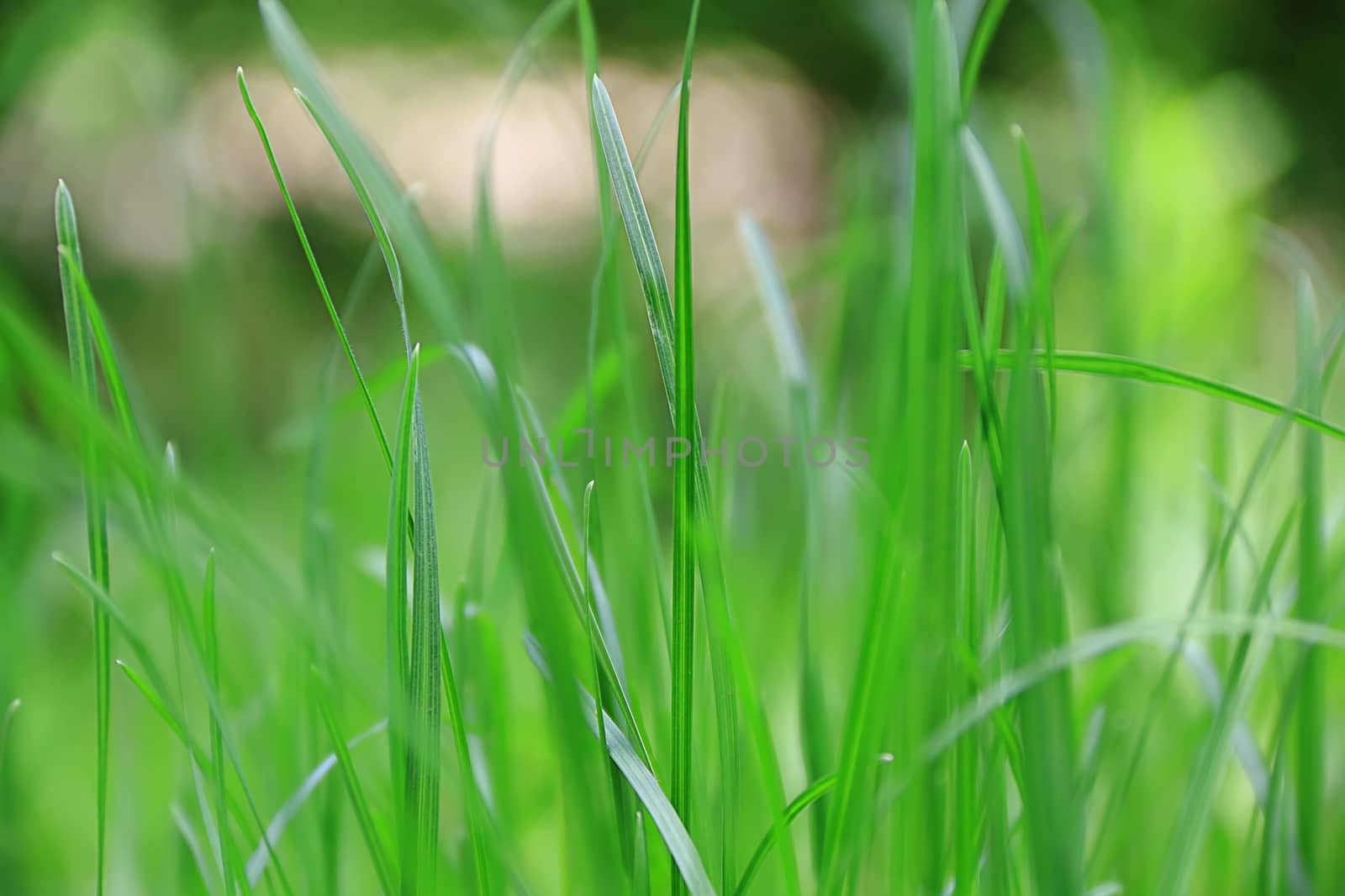 Summer picture of green saturate grass texture