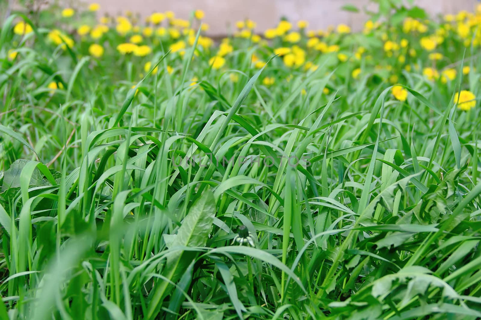 Summer picture of green saturate grass texture