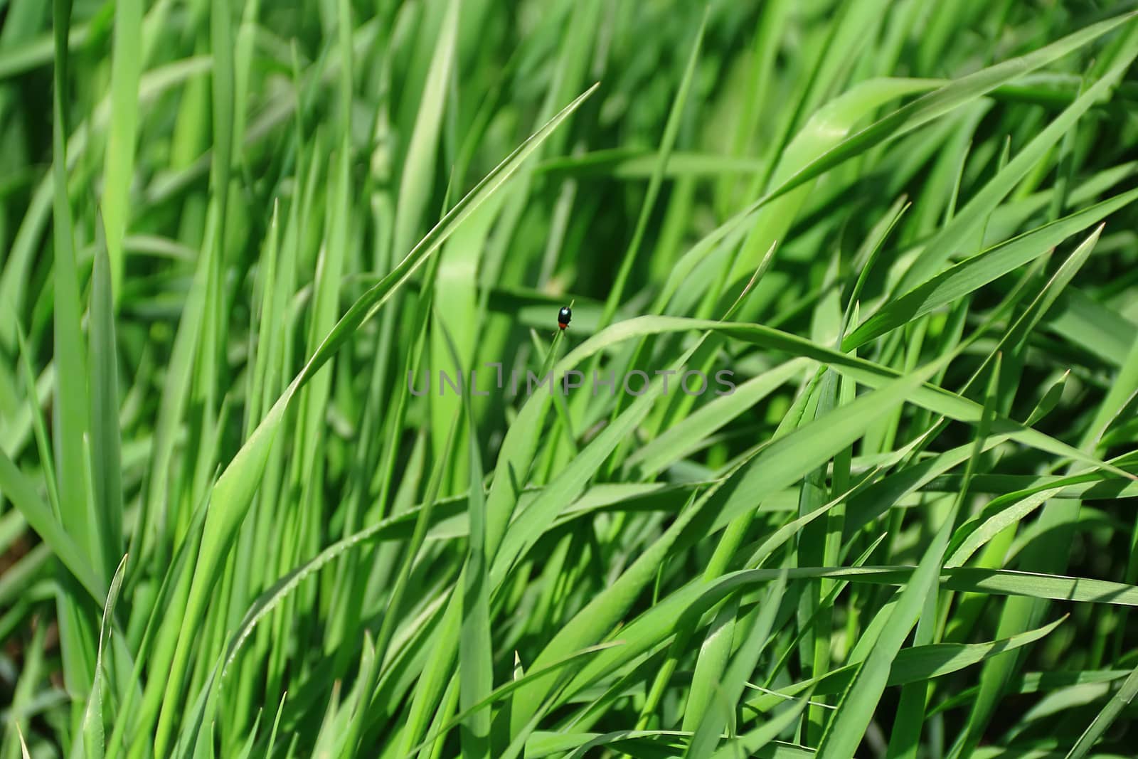 Summer picture of green saturate grass texture