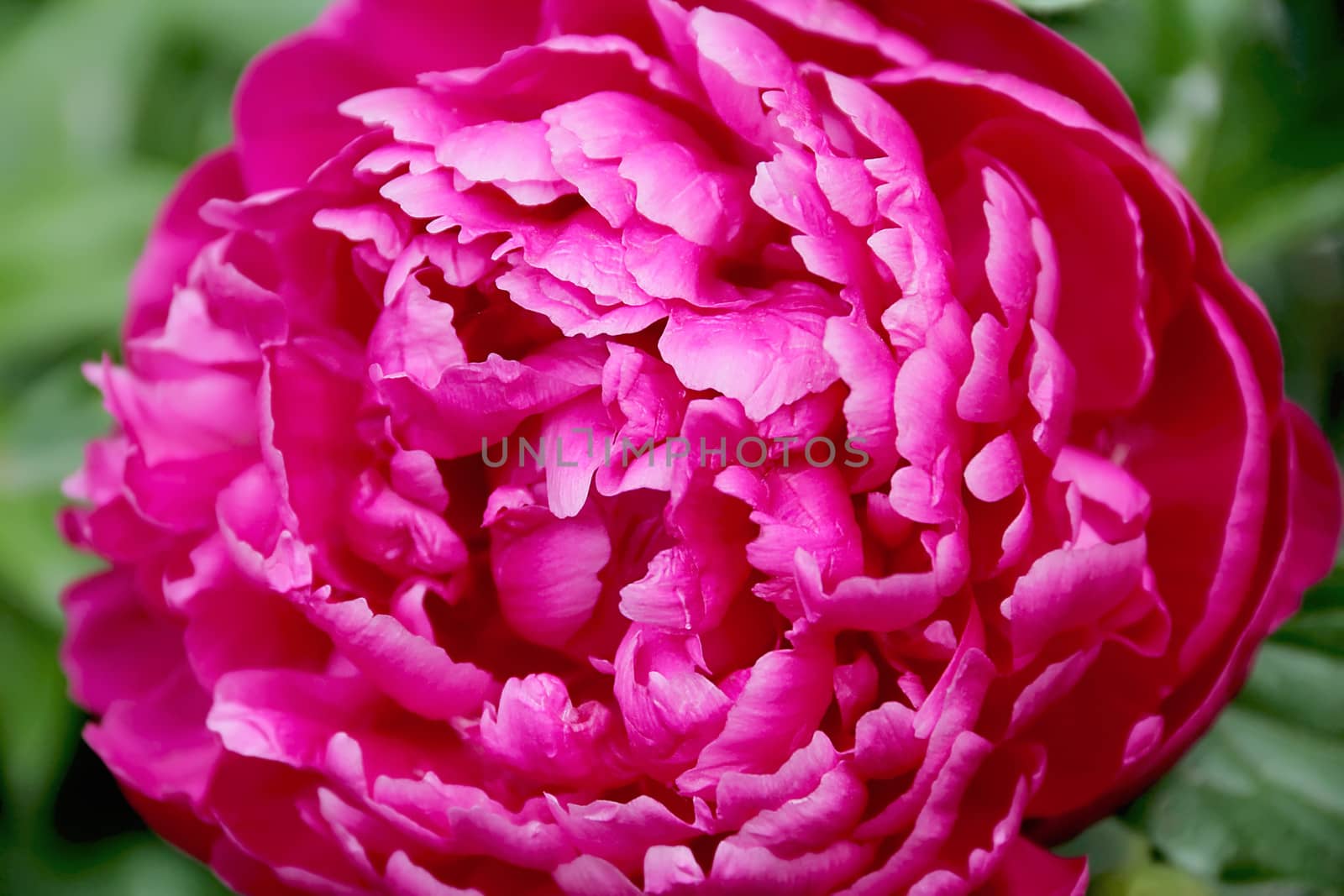 Image of pink peony on green background