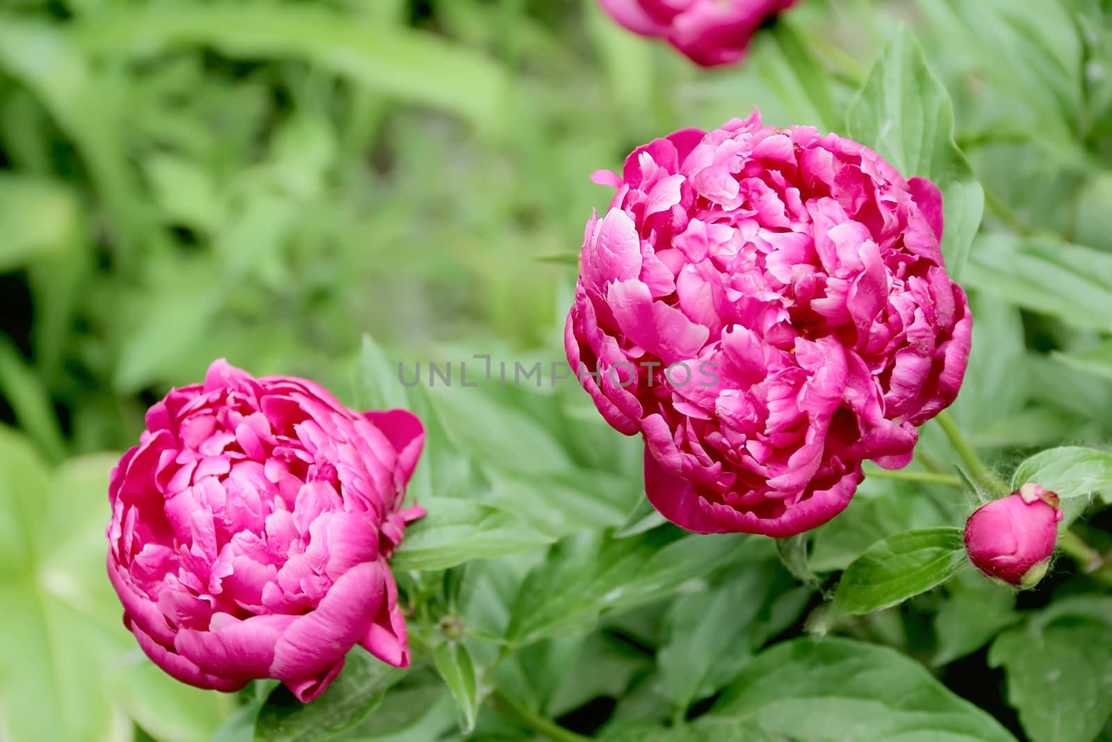 Image of pink peony on green background
