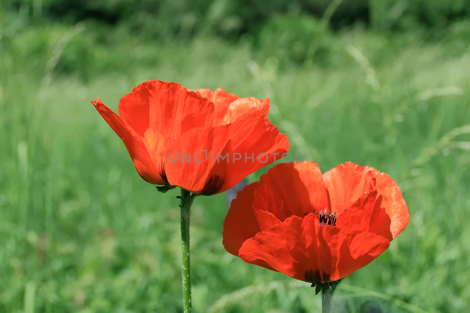 Image of two red poppys on green background