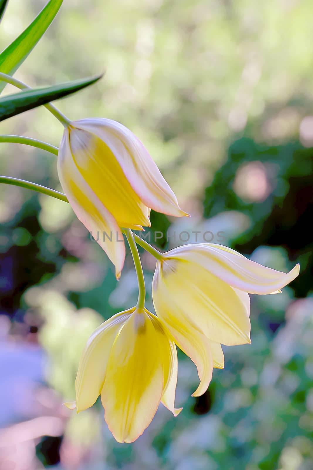 Image of yellow tulip on green background