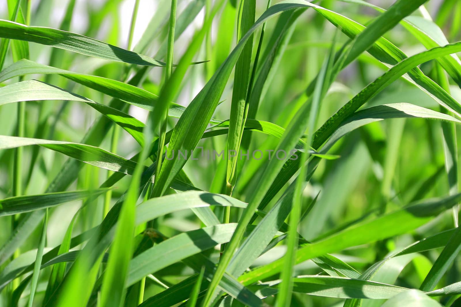 Summer picture of green saturate grass texture