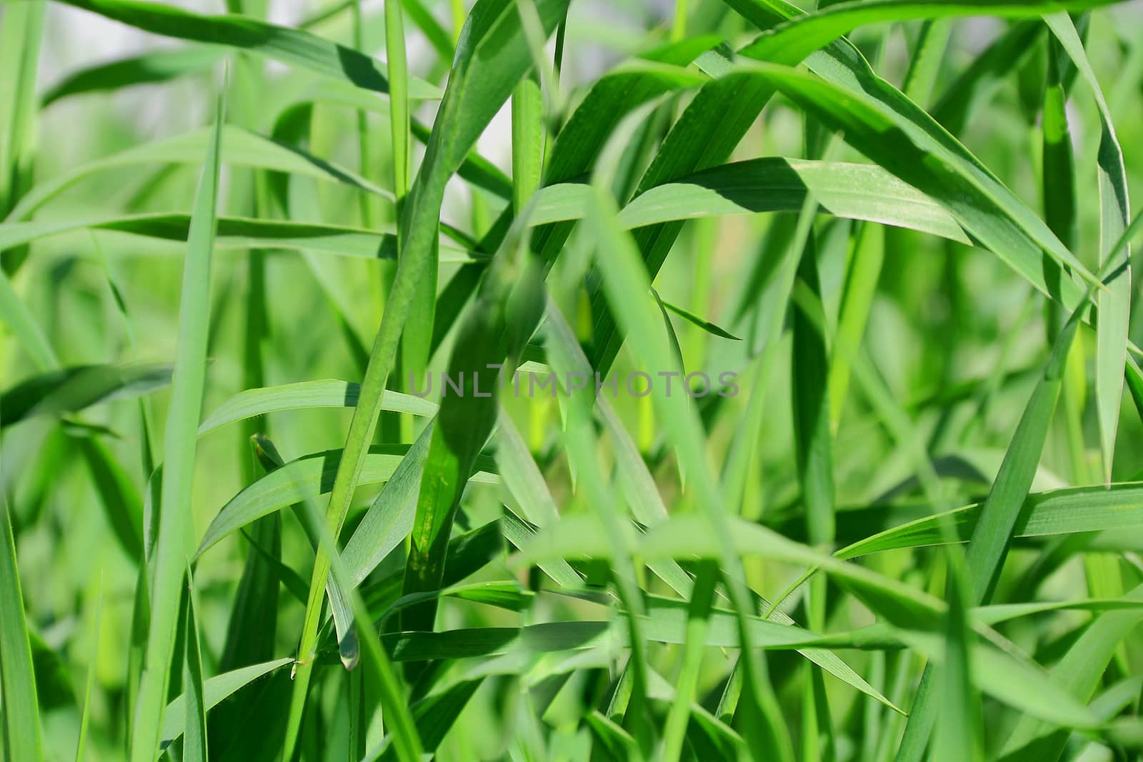 Summer picture of green saturate grass texture