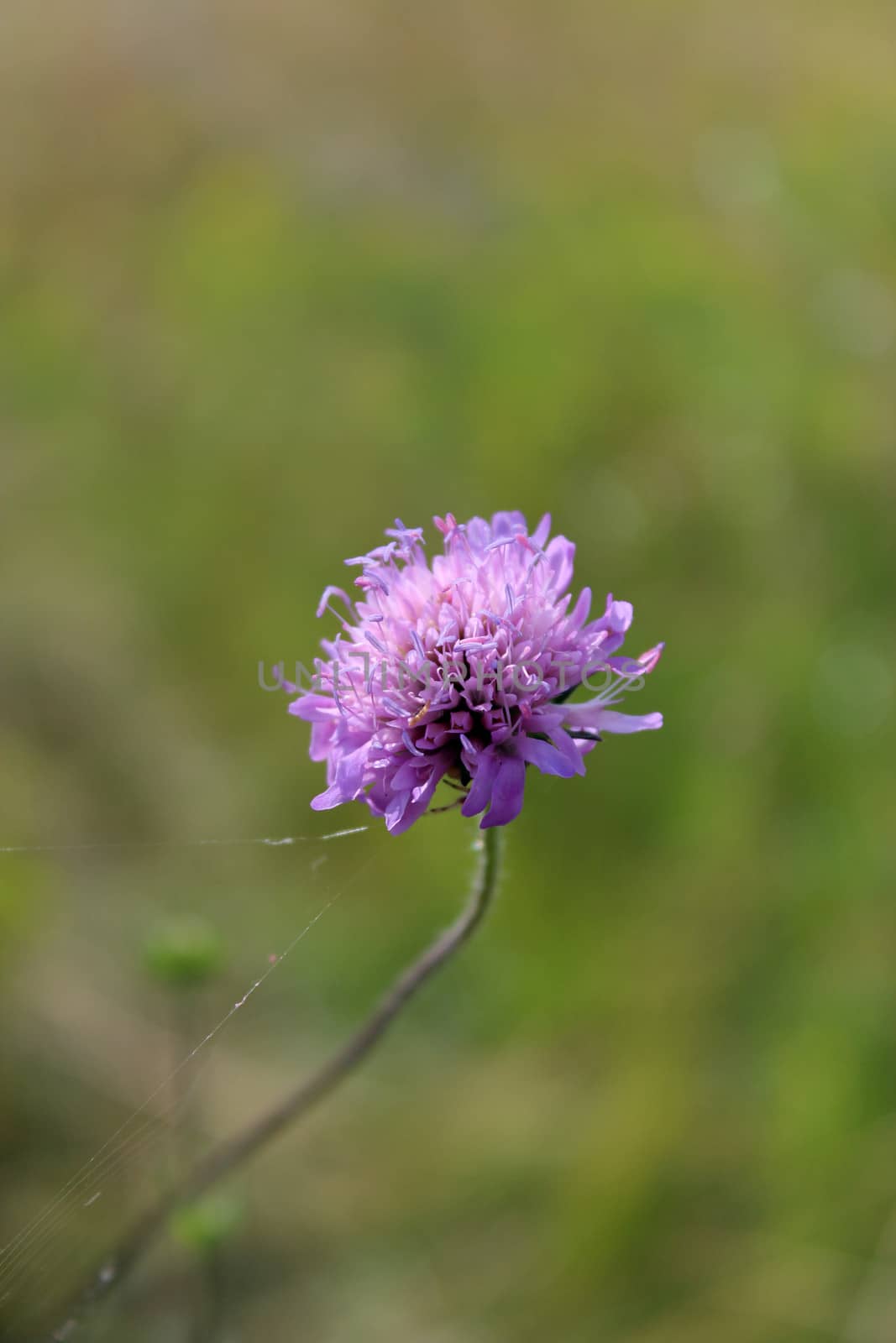 beautiful lilac meadow flower by alexmak