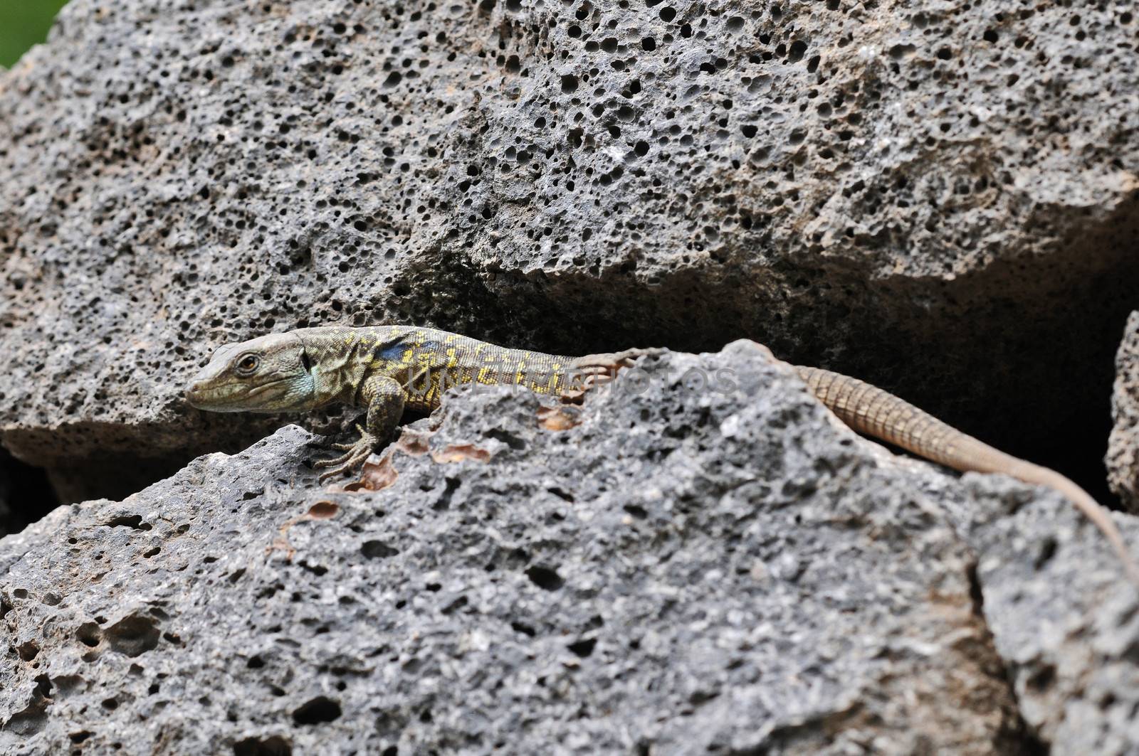 Canarian Lizard by underworld