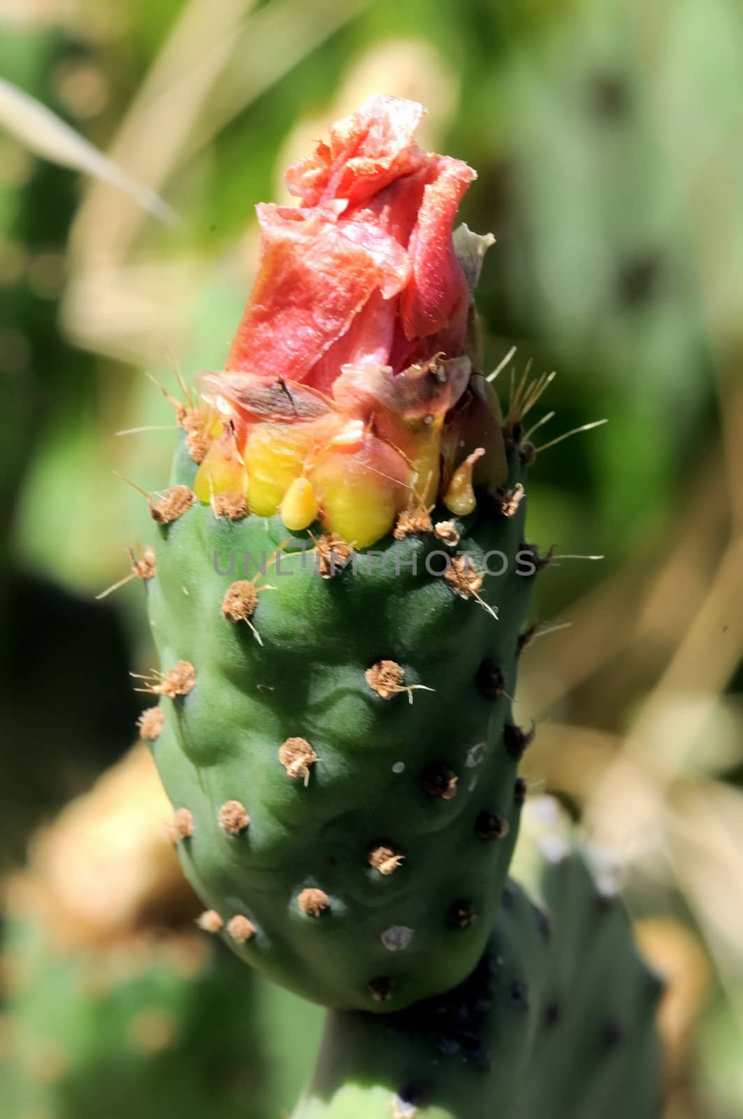 Orange Flower on top of a Green Cactus in the Desert
