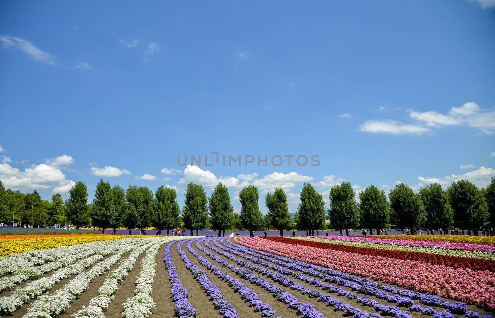 Row of colorful flower in Tomita farm3 by gjeerawut