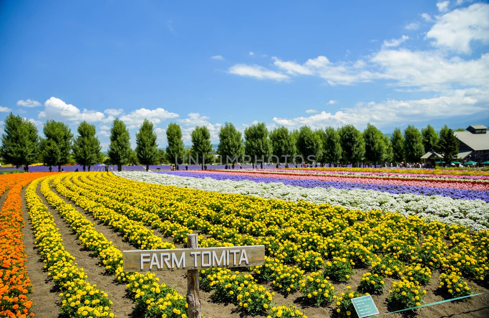 Row of colorful flower in Tomita farm2