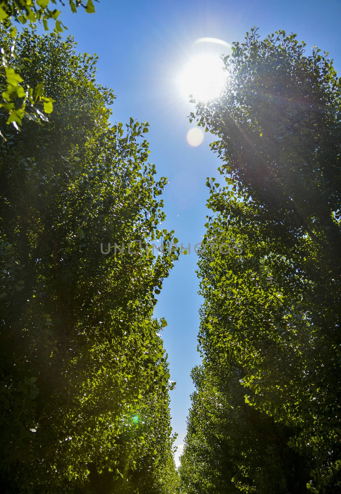 Green trees with sunshine2 by gjeerawut