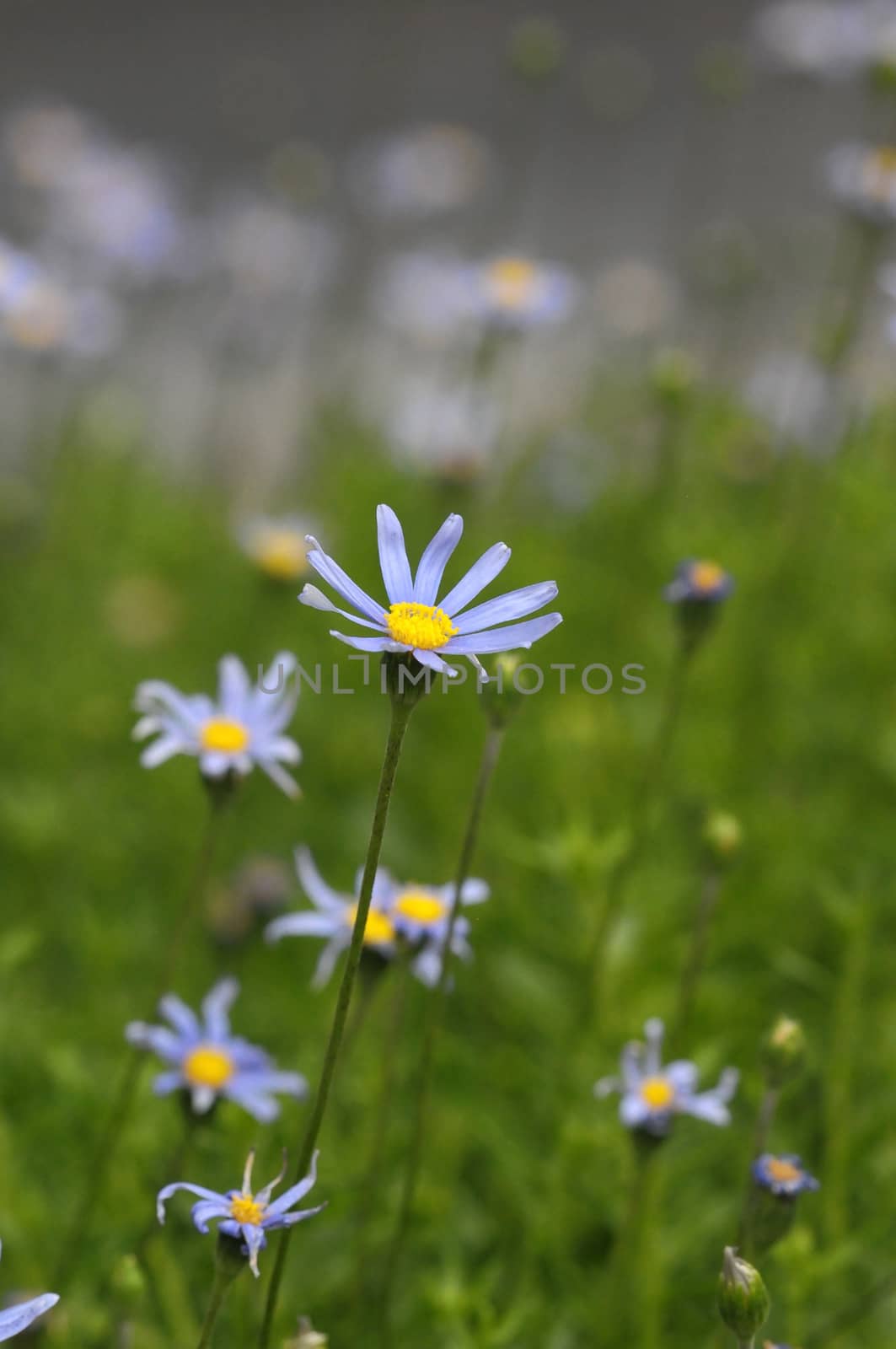 Some Very Colored Flowers on a Green Garden