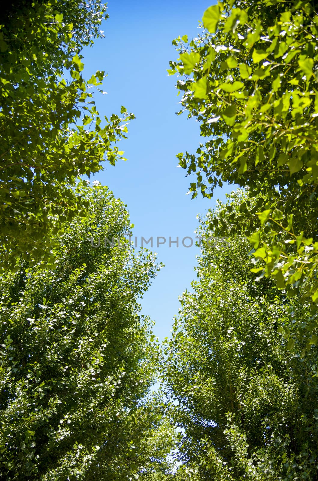 Green trees with sunshine1 by gjeerawut